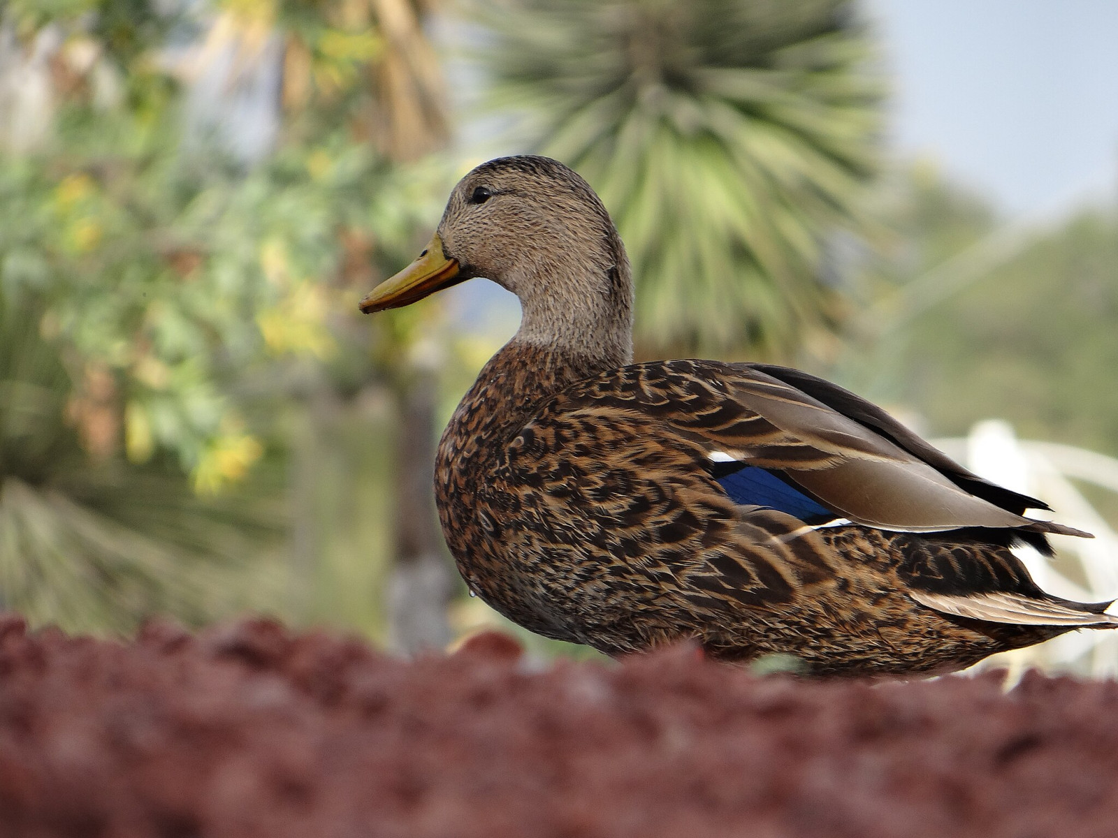 image Mexican Duck